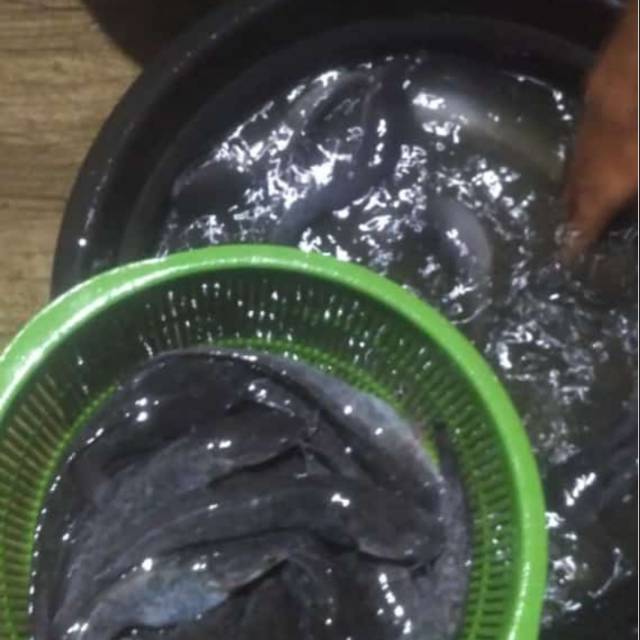 

Ikan lele