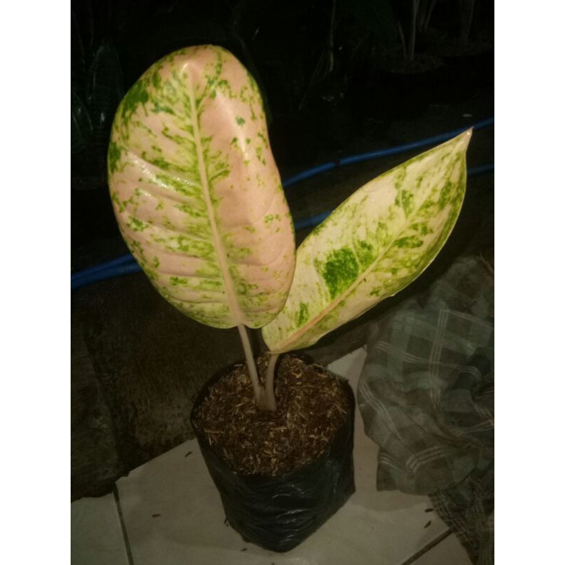tanaman hias aglonema donacarmen mutasi, aglaonema donacarmen mutasi-pohon donacarmen mutasi
