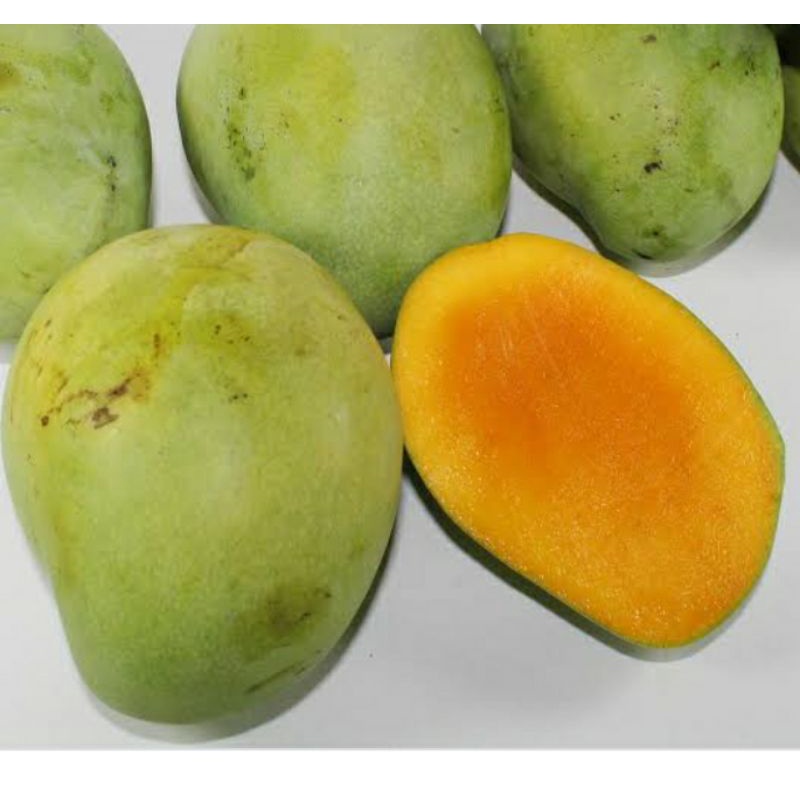 

Mangga IndraMayu