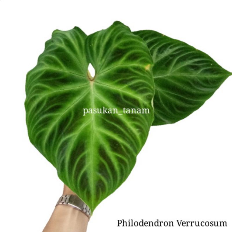 tanaman hias philodendron verrucosum / verrucosum 2 - 3 daun