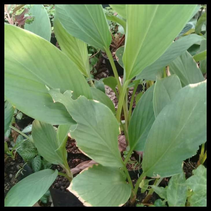 

Ready Daun Temu Kunci Segar 1Kg