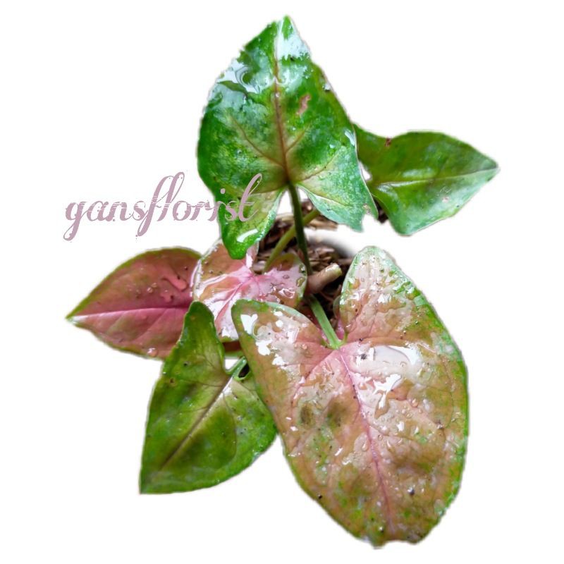 syngonium mini Maria allusion