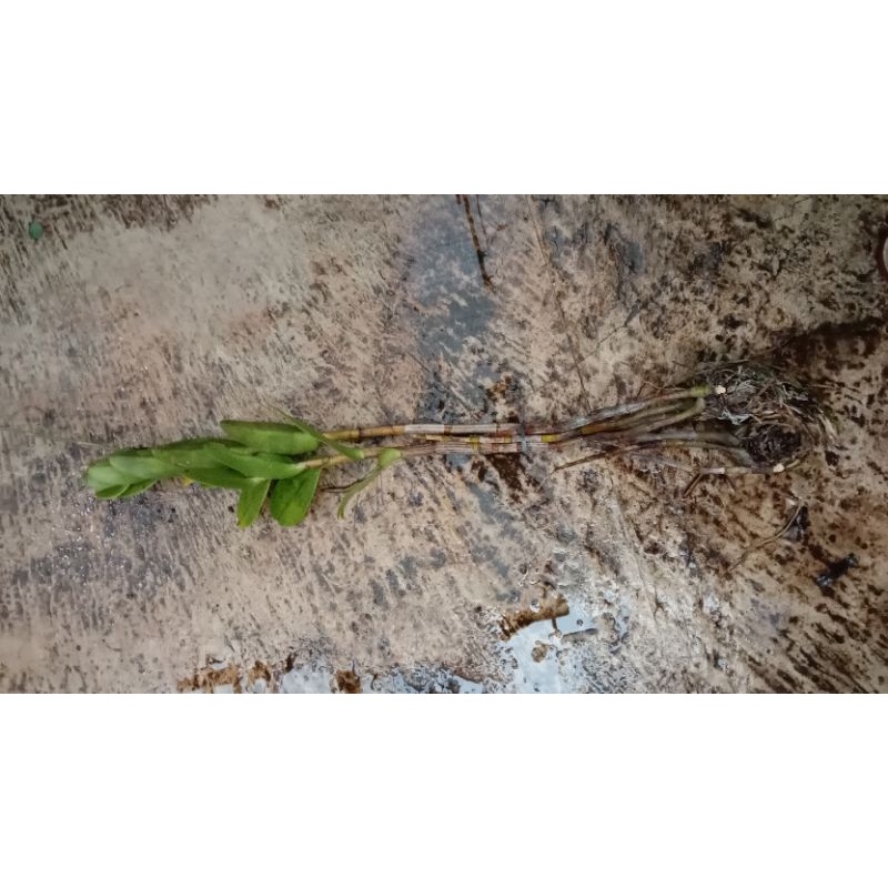 anggrek besi sulawesi