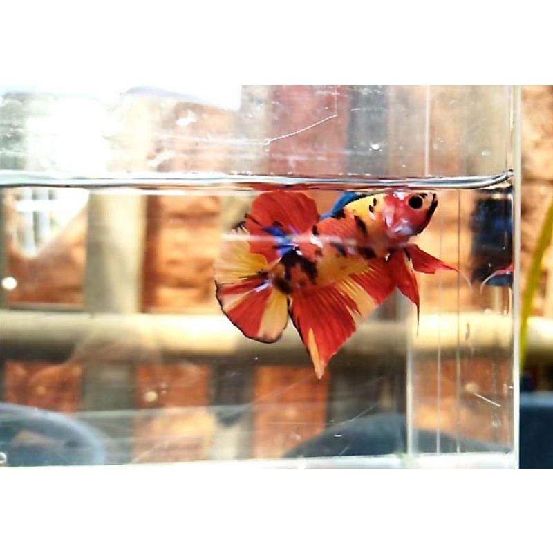 ikan cupang yellow base KONTES