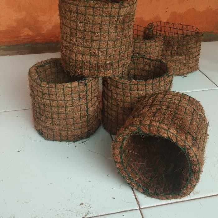  Pot  Anggrek Sabut  Kelapa  Pot  Tanaman Hias Shopee  Indonesia