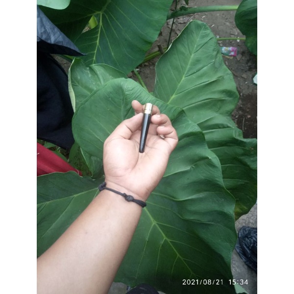 galih bertuah asli,membawa aura positif  pipa once galih kelor once galih kelor pipa Galih kelor asl