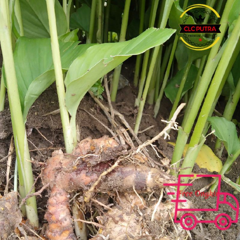 

Kunyit Segar 500 gram