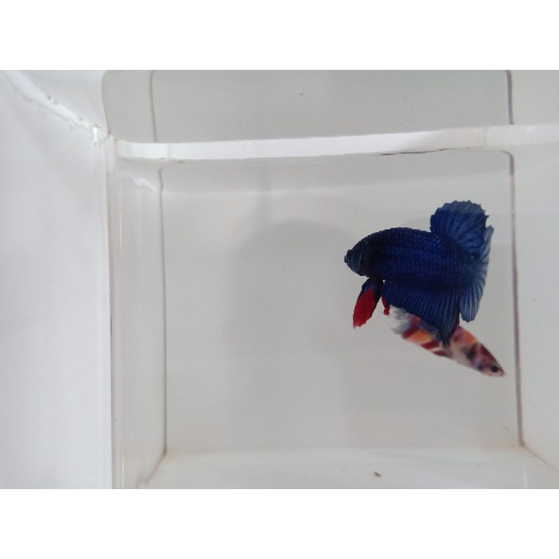 Cupang Jantan / Male Bahanan Avatar Gordon / Koi / Nemo / Fancy / Multicolour