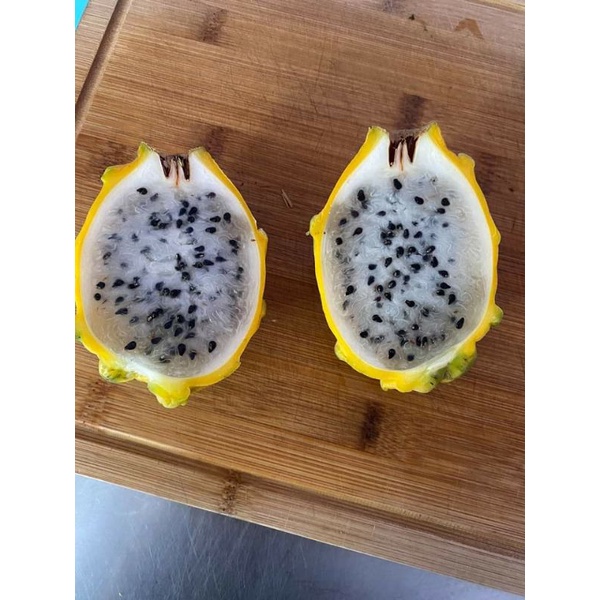 bibit buah naga kuning equador langka