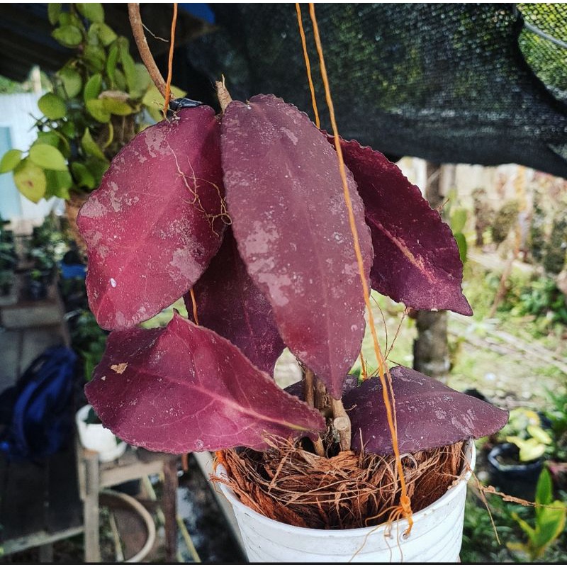Hoya undolata merah
