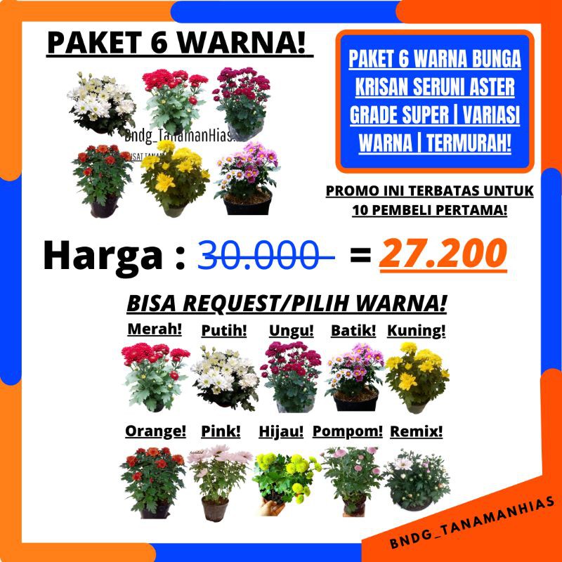 PAKET 6 POHON 6 WARNA! BUNGA KRISAN SERUNI ASTER GRADE SUPER | COD | TERMURAH!