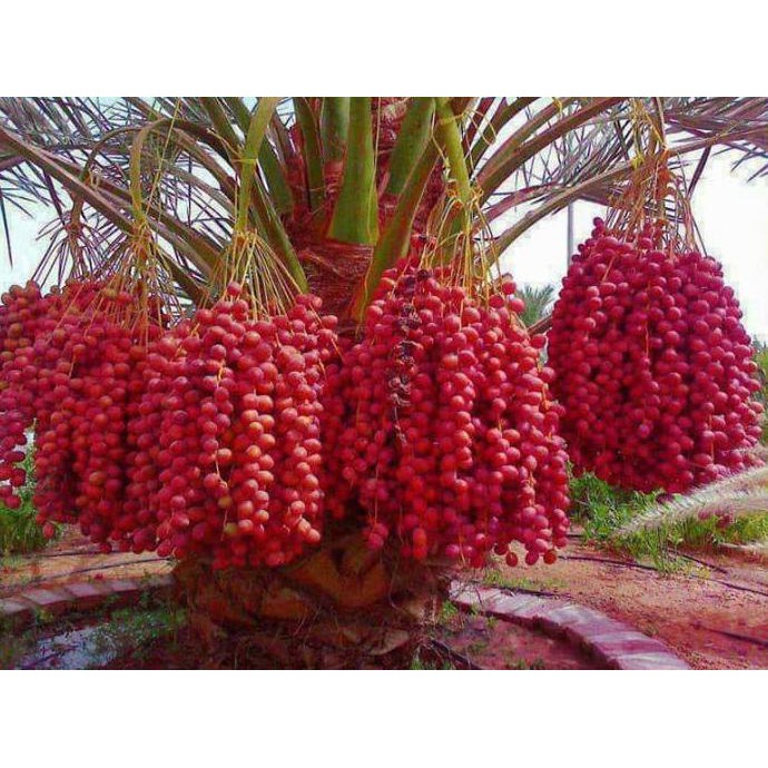 BIBIT KURMA MERAH/ BENIH TANAMAN POHON KURMA MERAH/ BIBIT BUAH KURMA *_*