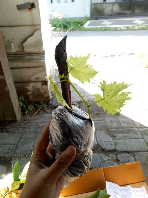 Bibit Anggur Lokal Yellow Belgie