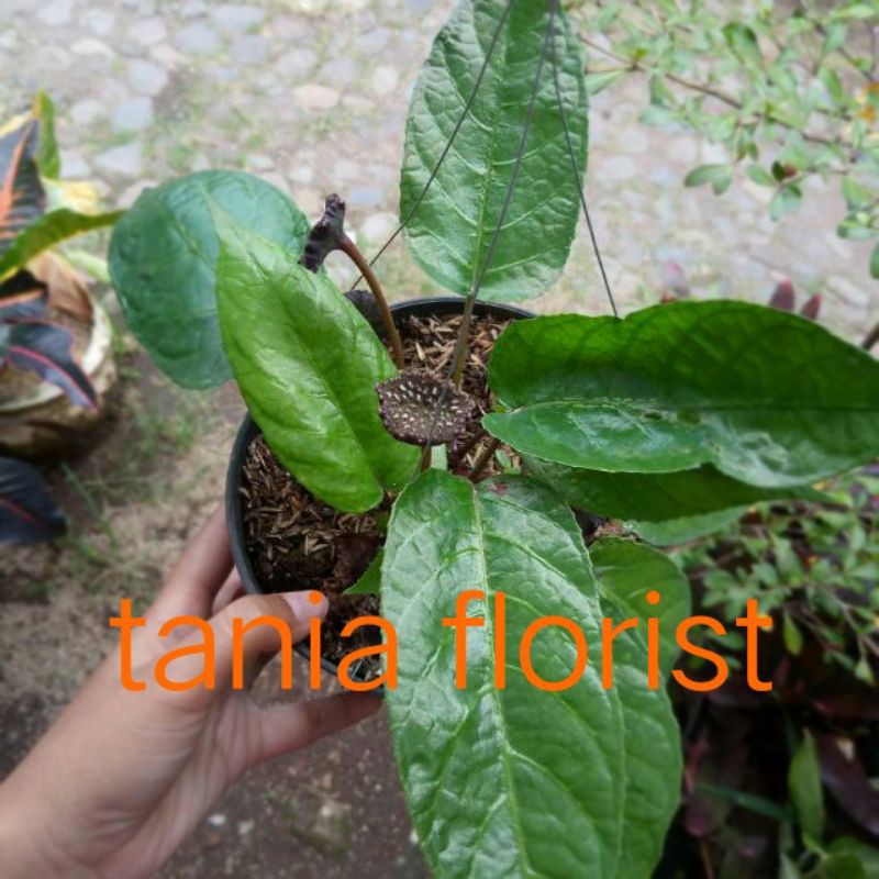 Tanaman Hias Tuscond Dorstenia Elata Forest Bunga Tusuk Konde