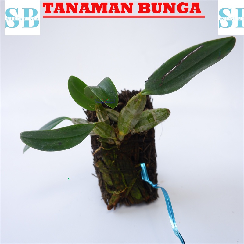 anggrek spesies dendrobium fimbriatum dewasa BERGARANSI