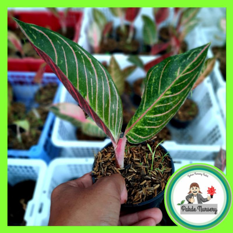 [BISA COD]AGLONEMA RED SUMATRA/PRIDE OF SUMATRA/AGLONEMA IMPOR MURAH