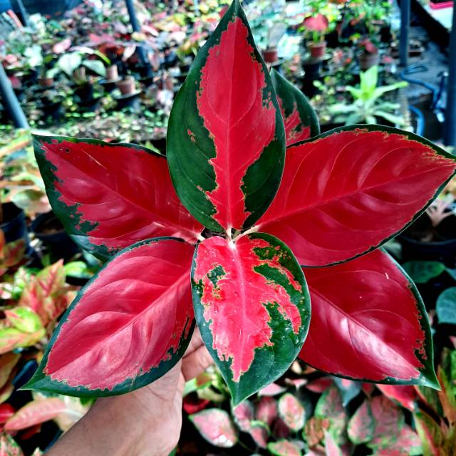 promo [COD] Aglaonema suksom jaipong