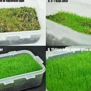 Bibit Benih Carpet Seed MINI HAIR GRASS Tanaman Aquascape Aquarium Air