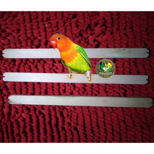 Tangkringan Kotak Burung Lovebird Jantan Shopee Indonesia