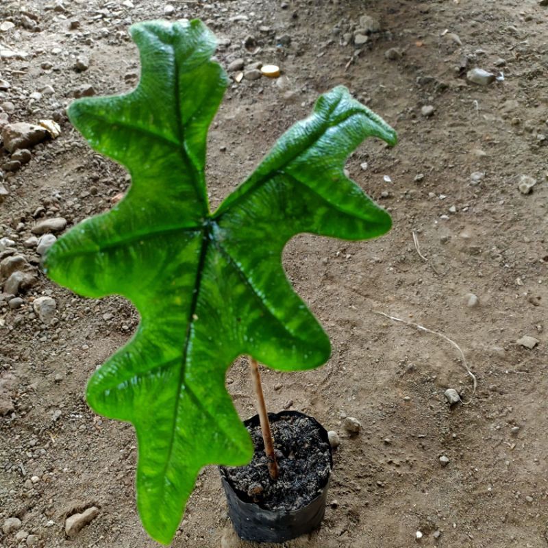 alocasia Jacklyn SP Sulawesi rawatan