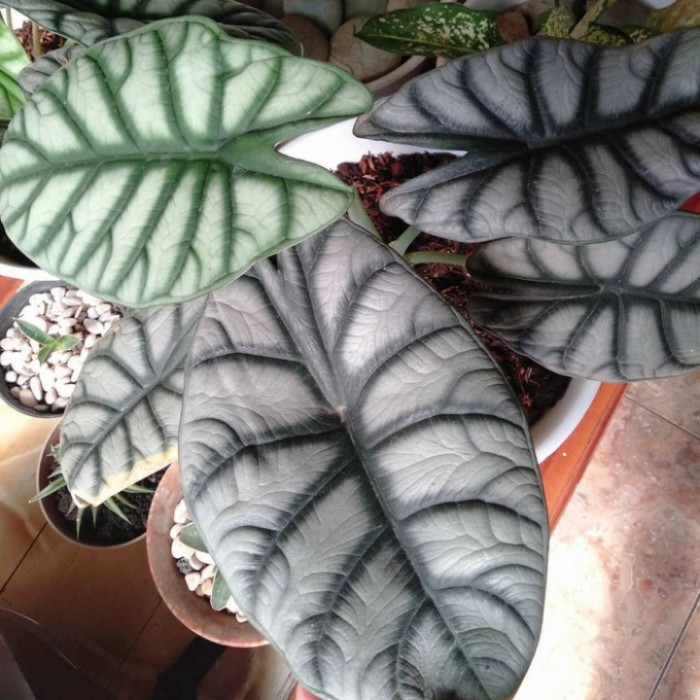 alocasia dragon silver tengkorak
