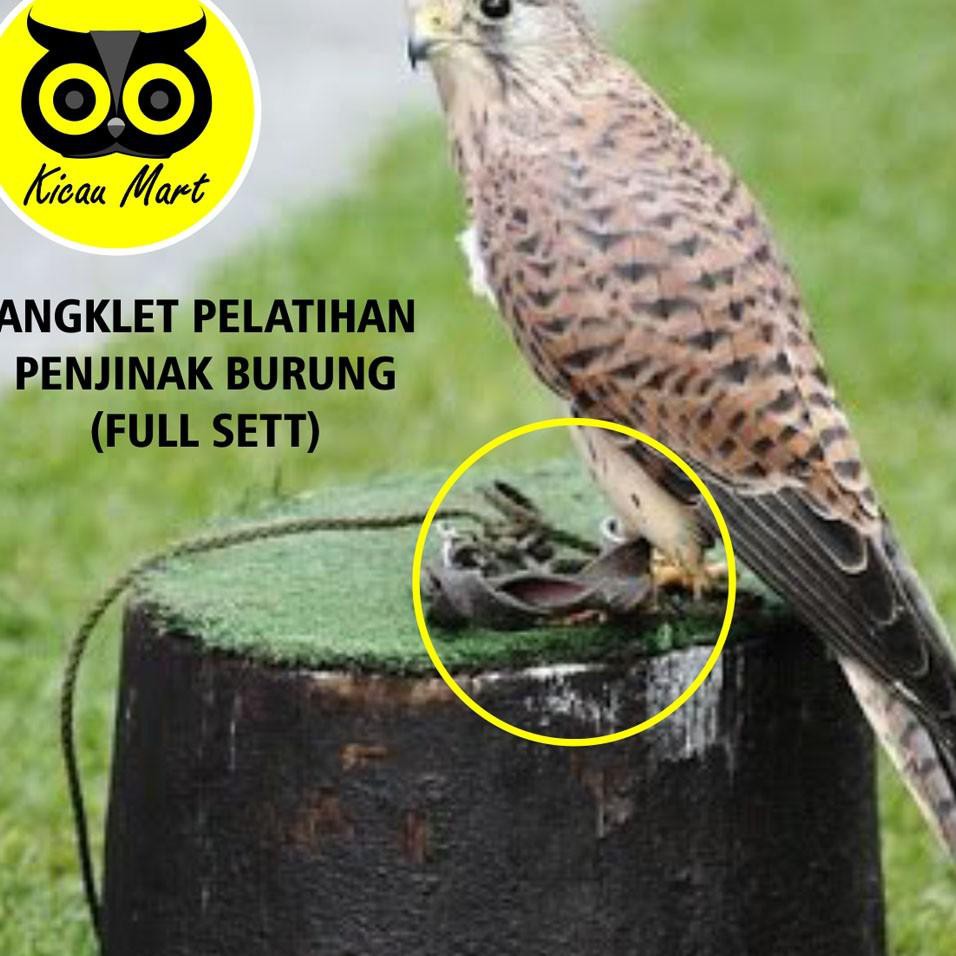 Diskon Anklet Celepuk Tali Kaki Burung Hantu Angklet Celepuk Alap Alap Kabit Kastrel Owl Bido Shopee Indonesia