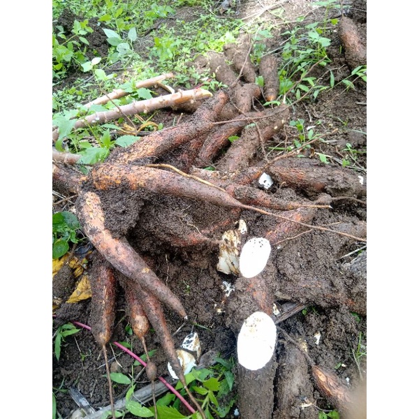 

singkong manggu fress 500 kg