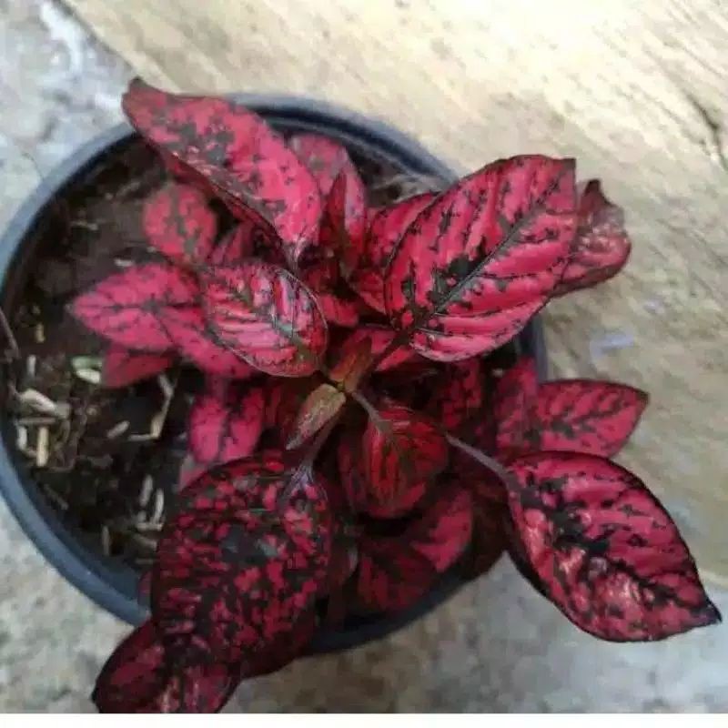 tanaman hias Hipotes - hipotes merah