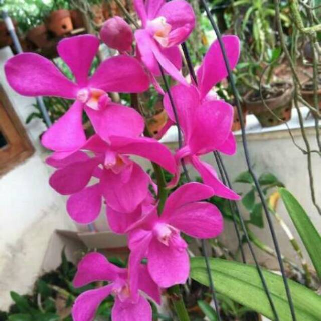 Anggrek Vanda Mokara Pink Calypso