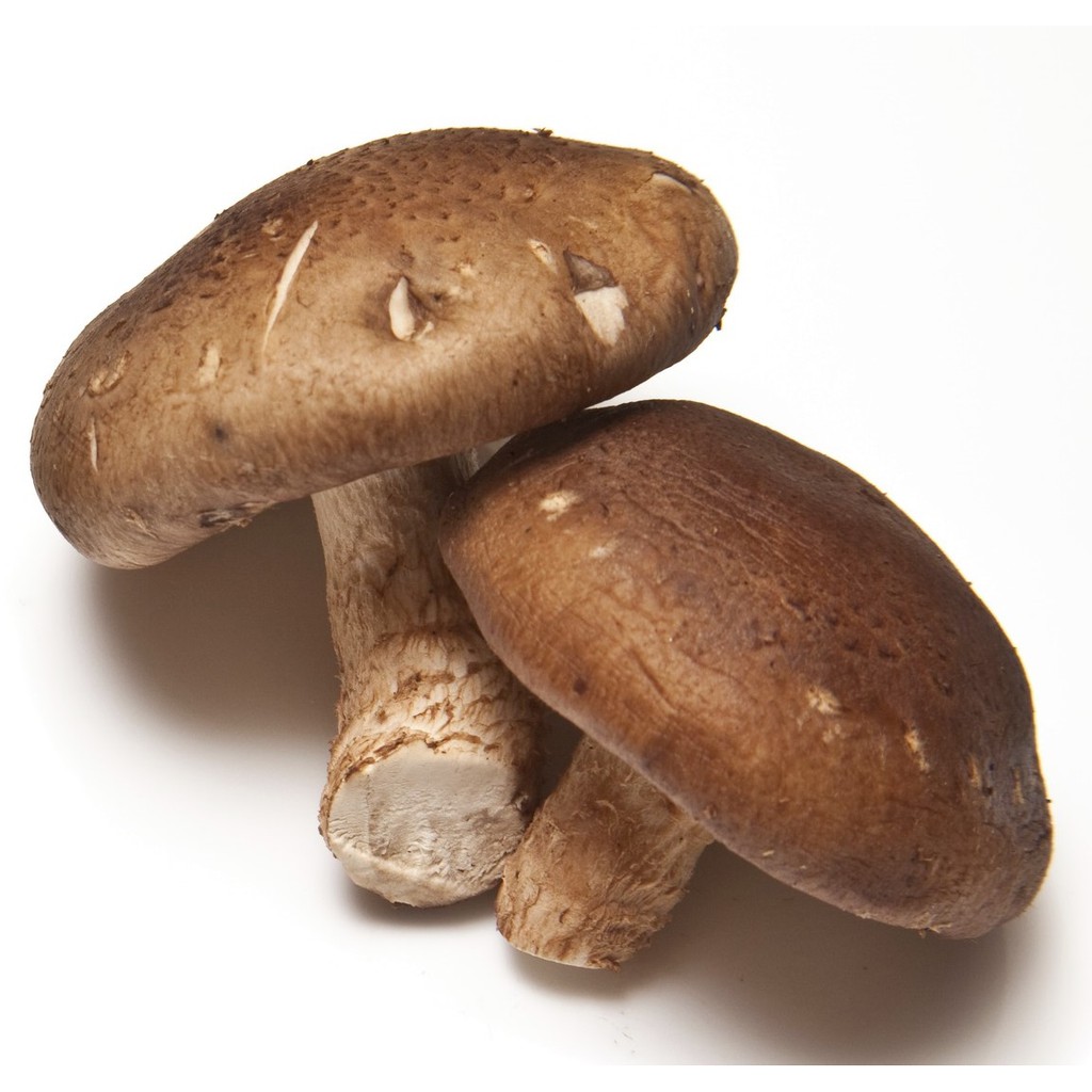 

JAMUR SHITAKE PROMO KEMASAN 500 GRAM