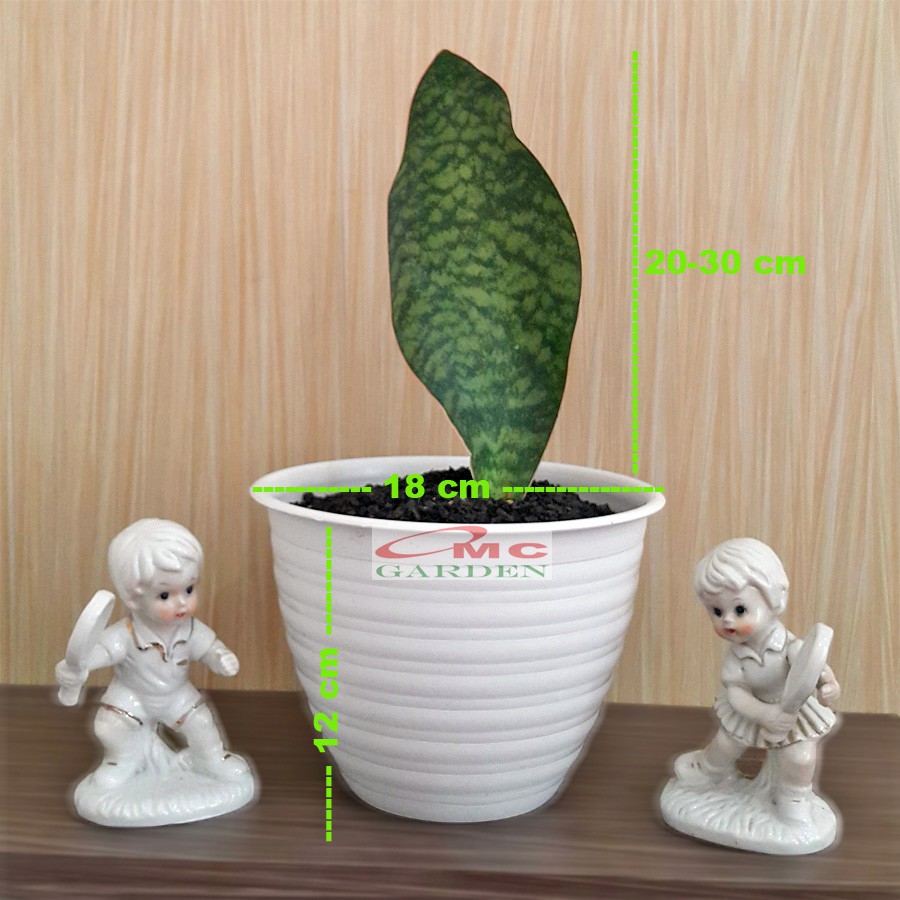 Lidah Mertua Sansevieria Sansivera Masoniana Centong Jumbo Giant P2030