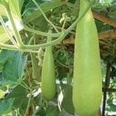 (Bisa COD) Benih Labu air/Blonceng