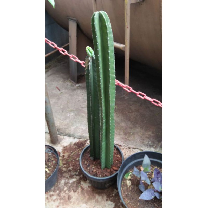 Kaktus Koboi Kaktus Belimbing Tinggi 1 Meter