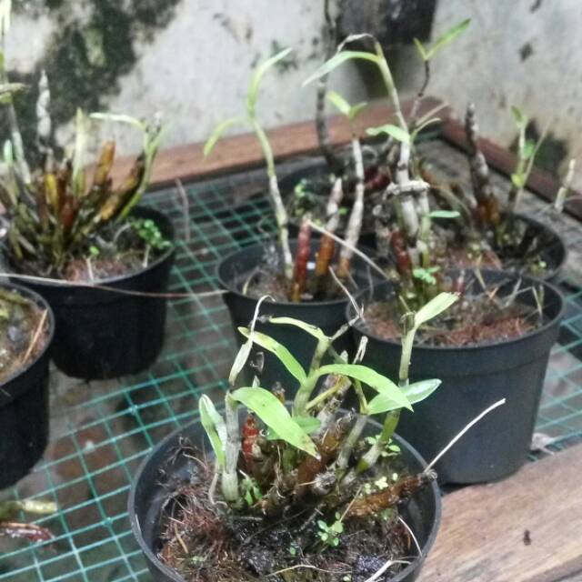 anggrek dendro mini