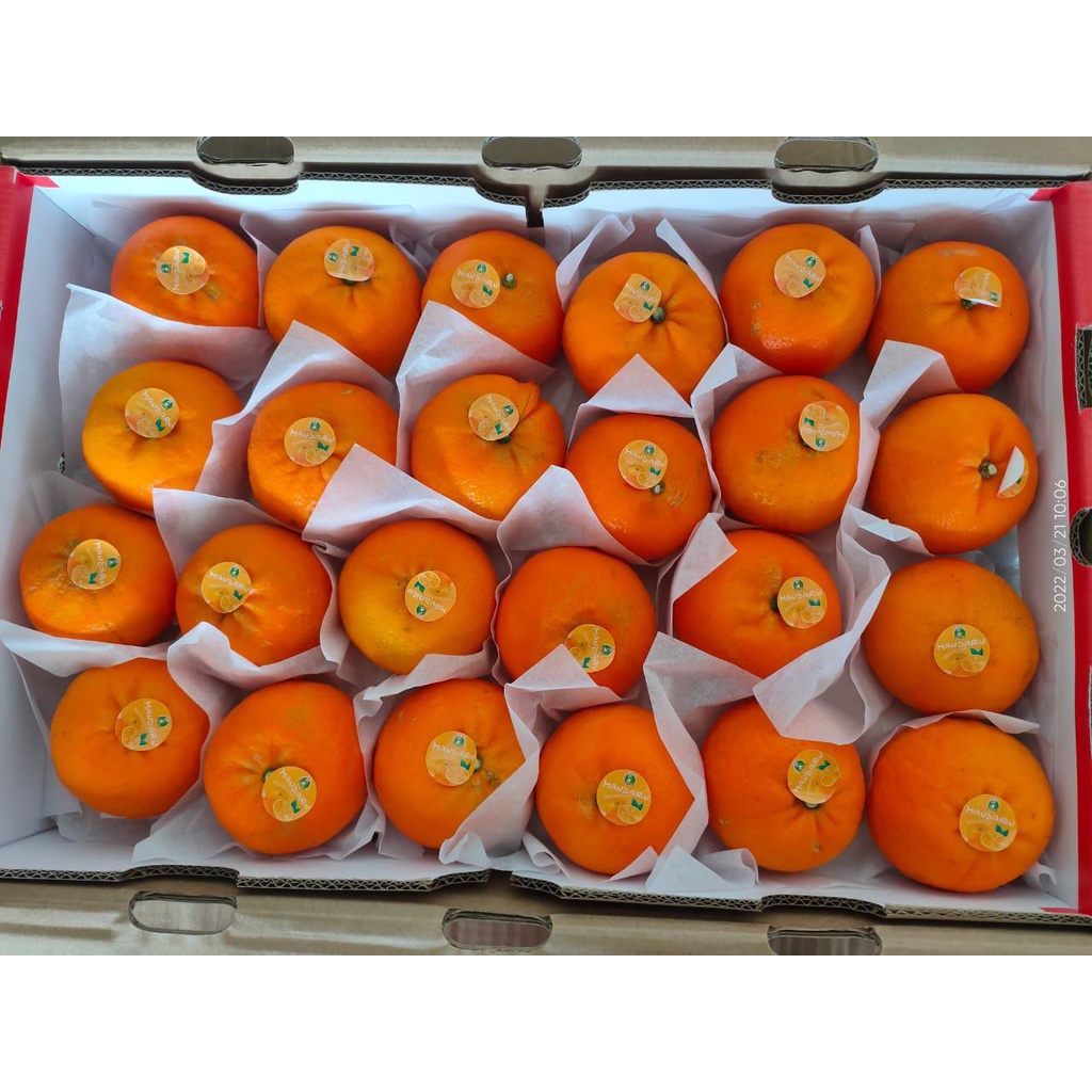 

jeruk wokam china
