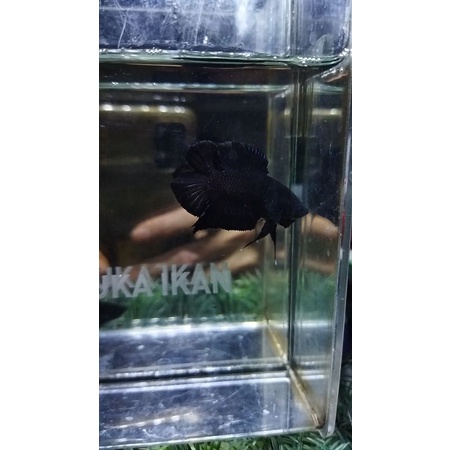 SEPASANG CUPANG PLAKAT DOUBLE TAIL/DTPK/PKDT BLACK LACE SIAP BREED (DTB1)