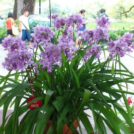 ANGGREK TANAH BUNGA UNGU MUDA