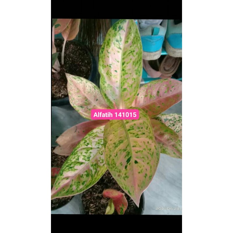 PROMO//Tanaman hias big roy mutasi-Tanaman hias-Aglonema big roy mutasi-Aglonema-Big roy mutasi