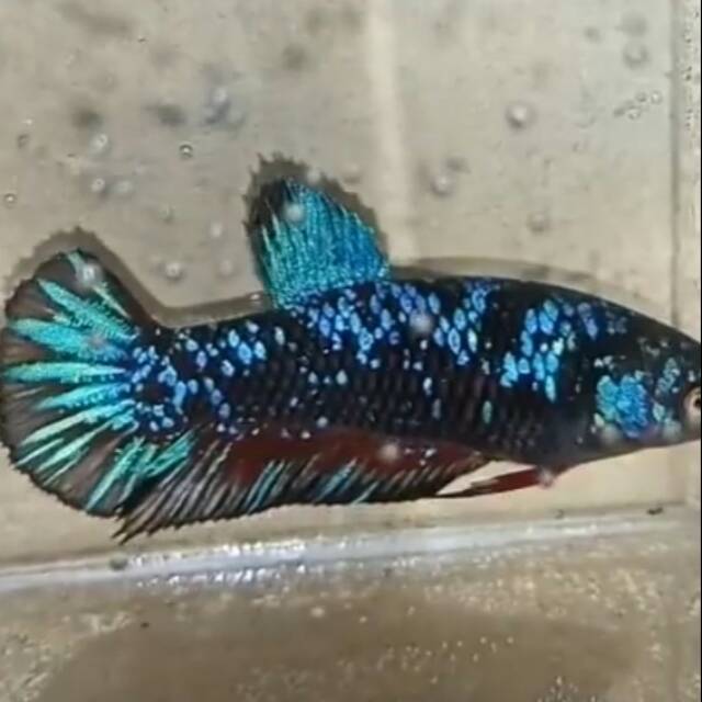 Ikan Cupang Hias Female Hmpk Avatar Black Koi Galaxy Shopee Indonesia