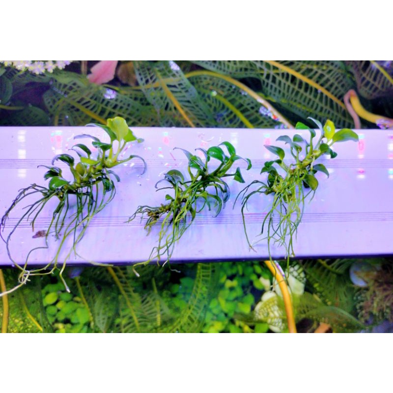 Anubias petite