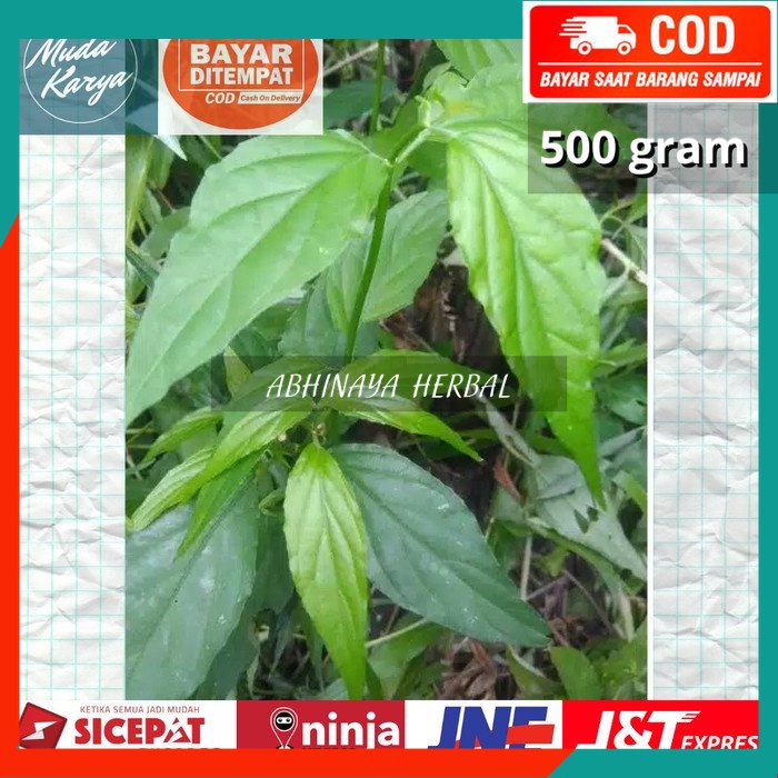 

Daun belalai gajah herbal segar 500 gram