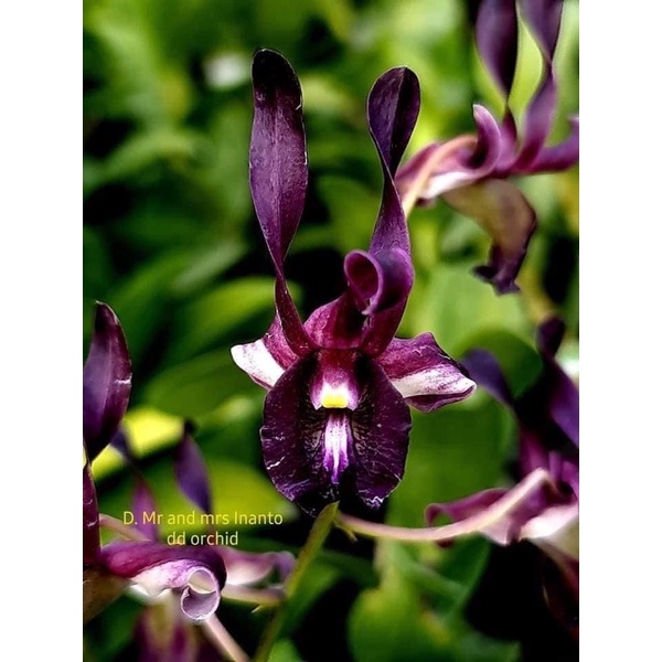 Dendrobium Mr and Mrs Inanto