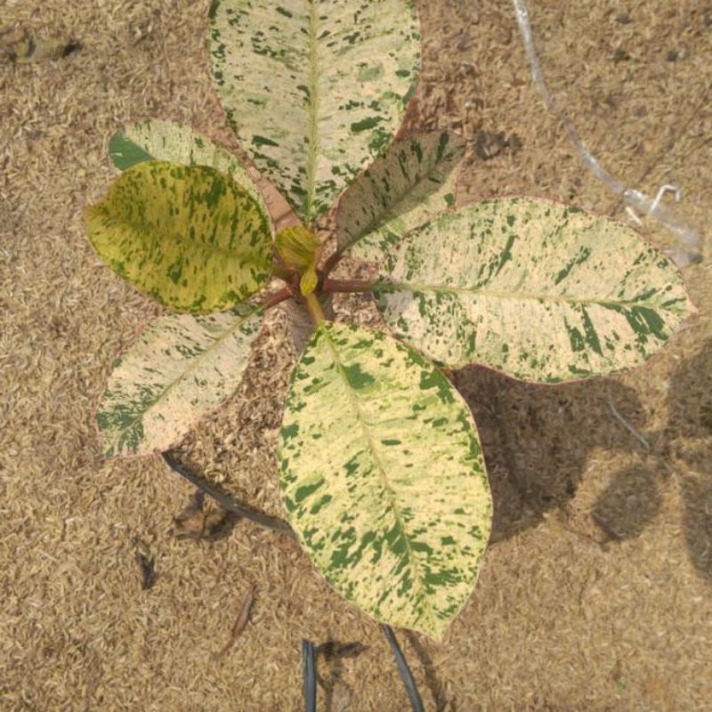 Tanaman hias plumeria varigata/kamboja varigata - rare item plumeria varigata