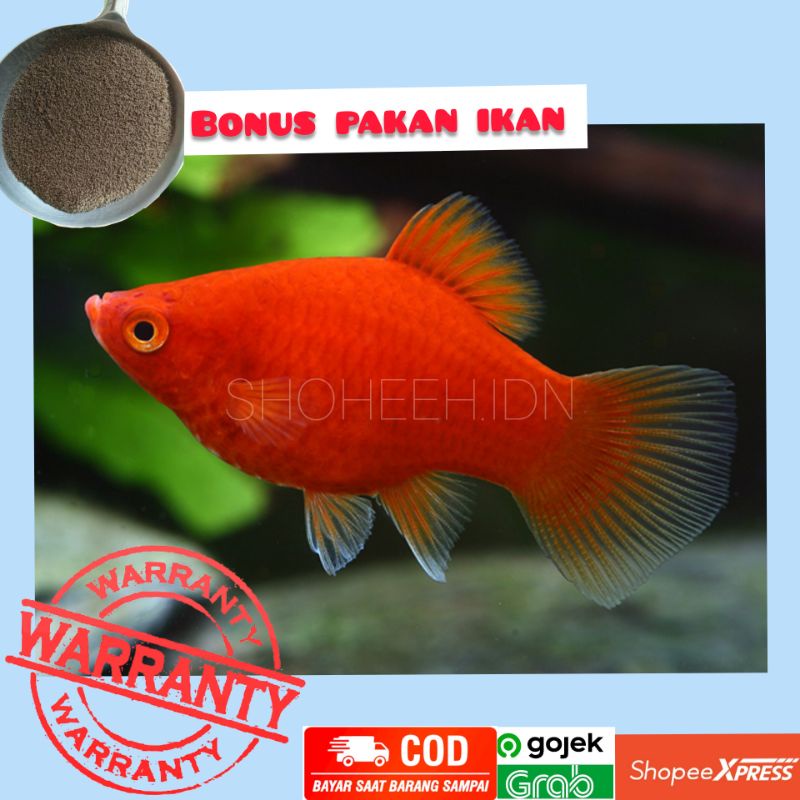 Platy Red Coral murah