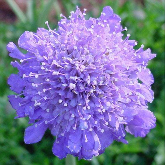 Benih Bibit Biji - Bunga Scabious Musical Prelude Flower Seeds - IMPORT