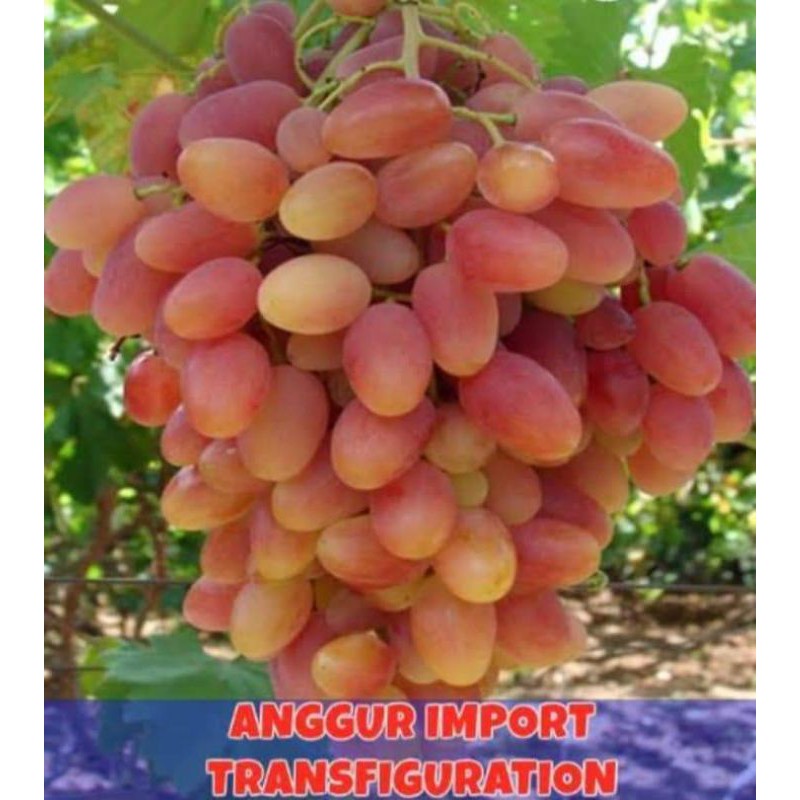 

bibit anggur trasfiguration