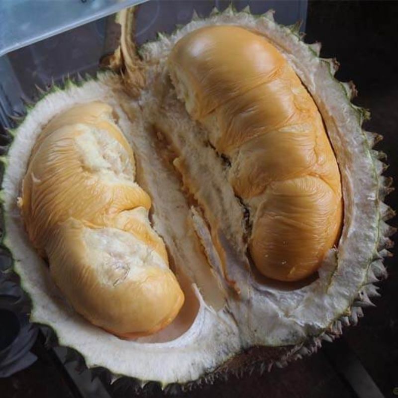 Bibit Durian Duri Hitam (Ochee)