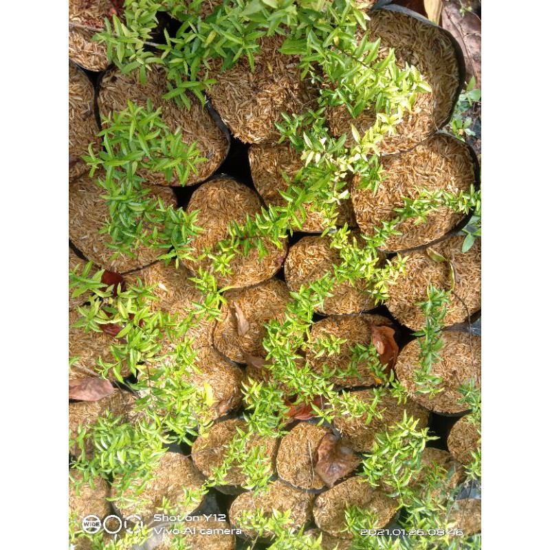 BIBIT ANTING PUTRI MICRO