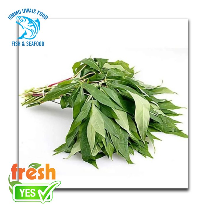 

Daun Singkong Segar - 1 Ikat