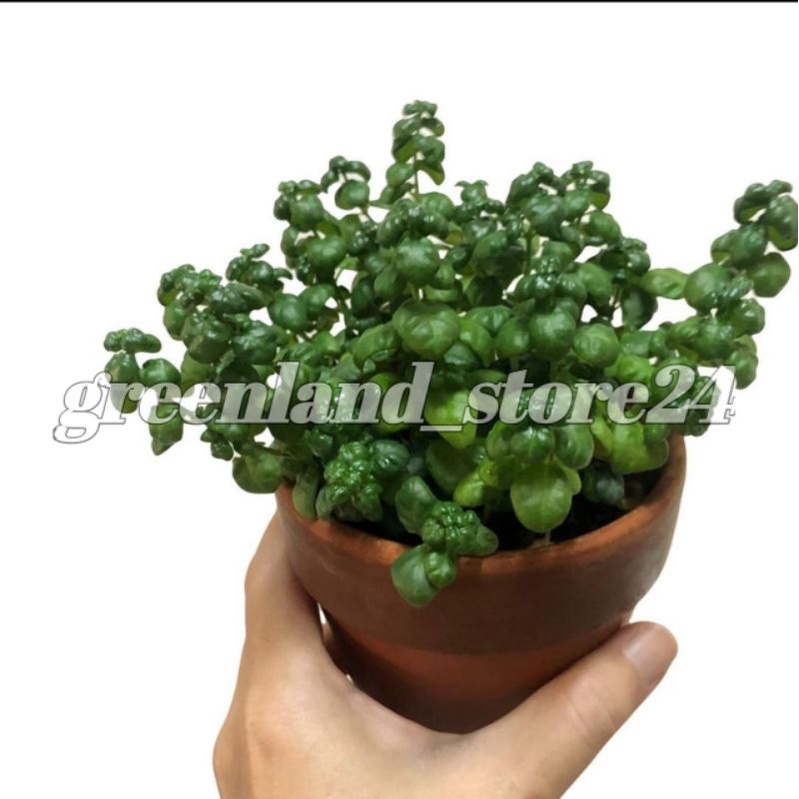 Krokot Curly - tanaman hias krokot - krokot kriting - krokot ijo - krokot